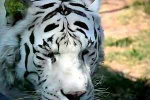 Como surgiram os Felinos e os “Gatitos”? A Elegante Saga Felina: Origens e Evolução