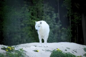 Origens e evolução dos cães como eles surgiram