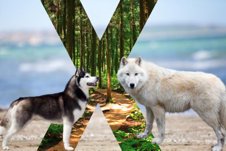 diferença entre lobo e cão